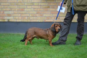 Rassebester Vero vom Omesberg