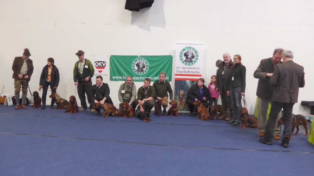 Auf der IHA 2016 in Graz waren 12 Alpenländische Dachsbracken zu sehen