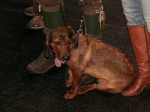 Hündin Caja vom Salzatal wurde Jugendbeste, bei der Wahl zum Rassebesten ließ Sie Ihrer Mutter Cinda den Vortritt