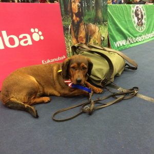 Internationale Hundeausstellung 2016 in Salzburg - Klub Dachsbracke