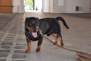 Übungstag Seitenstetten 2016