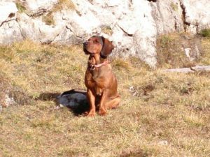 Ago von der Mühlleiten; Besitzer: Prim. Dr. Manfred Müller