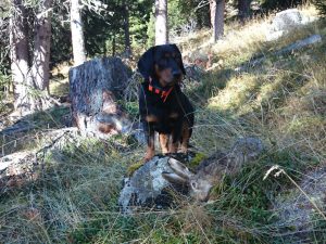 Hündin Biala von der Hochasteralm