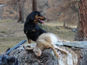 Besitzer und Führer: Dr. Erich Degiacomi Schweiz; Züchter: Reinhard Wille