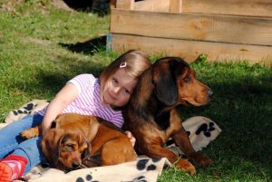 Chira v. Morthbühel (c) Klub Dachsbracke, 2013