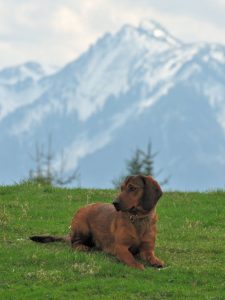 Diana vom Schnepfenstein