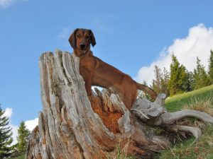 Diana vom Schnepfenstein