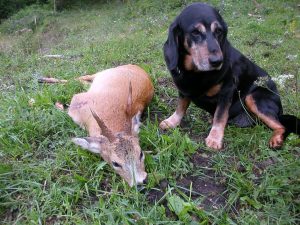 Lenz nach erfolgreicher Nachsuche