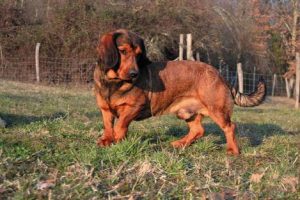 Samson von der Ganzerin