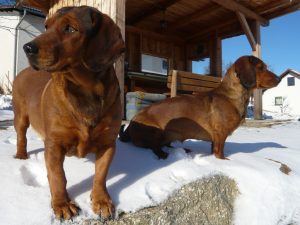 Asta von der Mühlleiten (links) mit Cora vom Seidelhof (rechts)