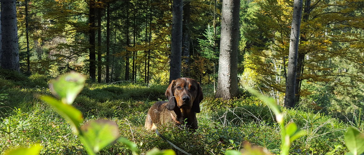 Jagdhund Corry vom Salzatal bei der Arbeit