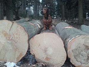 Chira von Morthbühel bewacht eine etwa 180 jährigen Rotbuche - Besitzer und Führer: Ing. Thomas Rupp