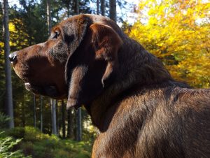 Corry vom Salzatal im Profil - Besitzer und Hundeführer: Peter Kreutner