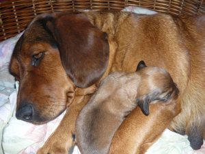 Asta von der Mühlleiten mit ihrem Welpen