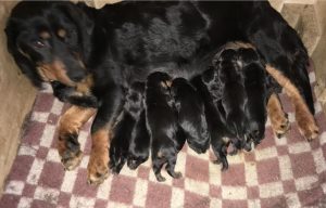 Chira vom Zirmegg mit ihren Welpen