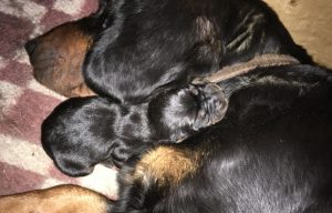 Chira vom Zirmegg mit einem ihrer Welpen