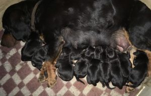 10 Welpen mit Zuchthündin Chira vom Zirmegg