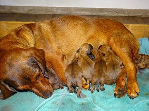 Emma von Pritschon mit Welpen