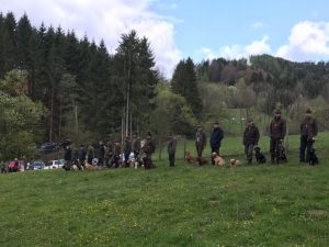 Rund 30 Hunde wurden bei der Jagdhunde Vorführung vorgestellt.
