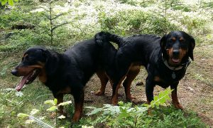 Bessy vom Zirmegg mit Frodo vom Peterholz