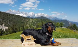 Bessy vom Zirmegg - CACA Res - Internationale Zuchtschau 2017 - Klub Dachsbracke