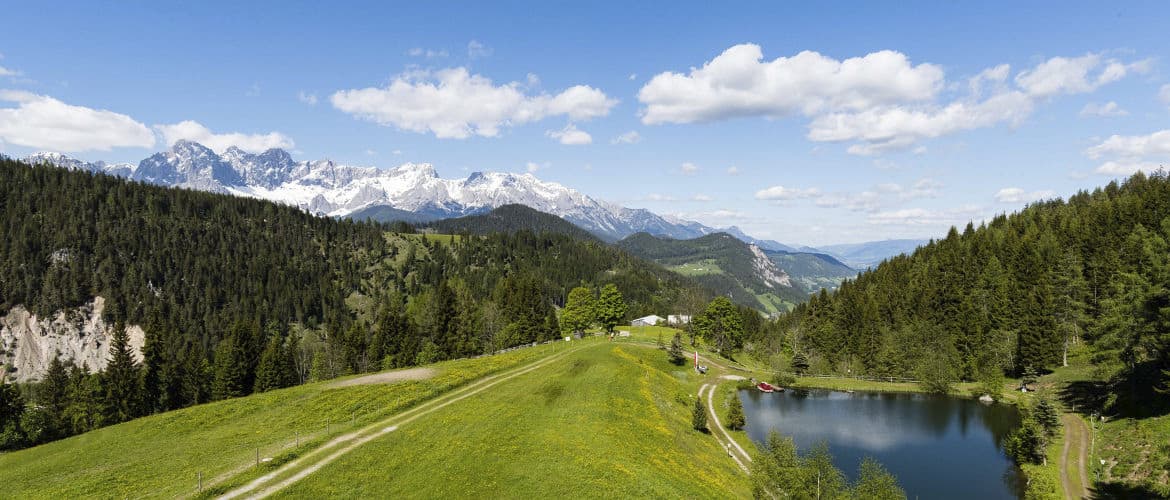 Internationale Zuchtschau - Klub Dachsbracke - 2017
