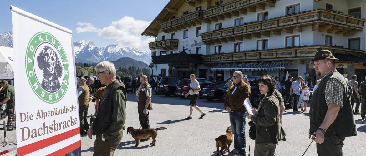 Internationale Jagdhunde Zuchtschau - Klub Dachsbracke - 2017