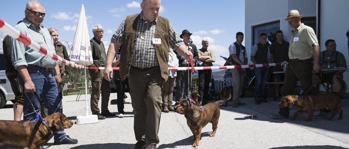 Internationale Jagdhunde Zuchtschau - Klub Dachsbracke - 2017