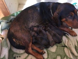 Der Zuchterfolg - Ursa von der Ganzerin mit ihren Welpen