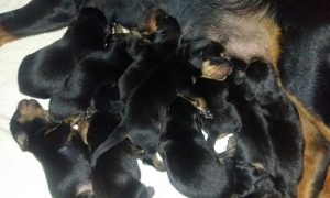 Nach der Jause wird geruht!