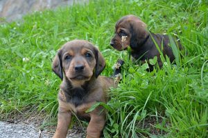 Welpen vom Spatzberg - Klub Dachsbracke