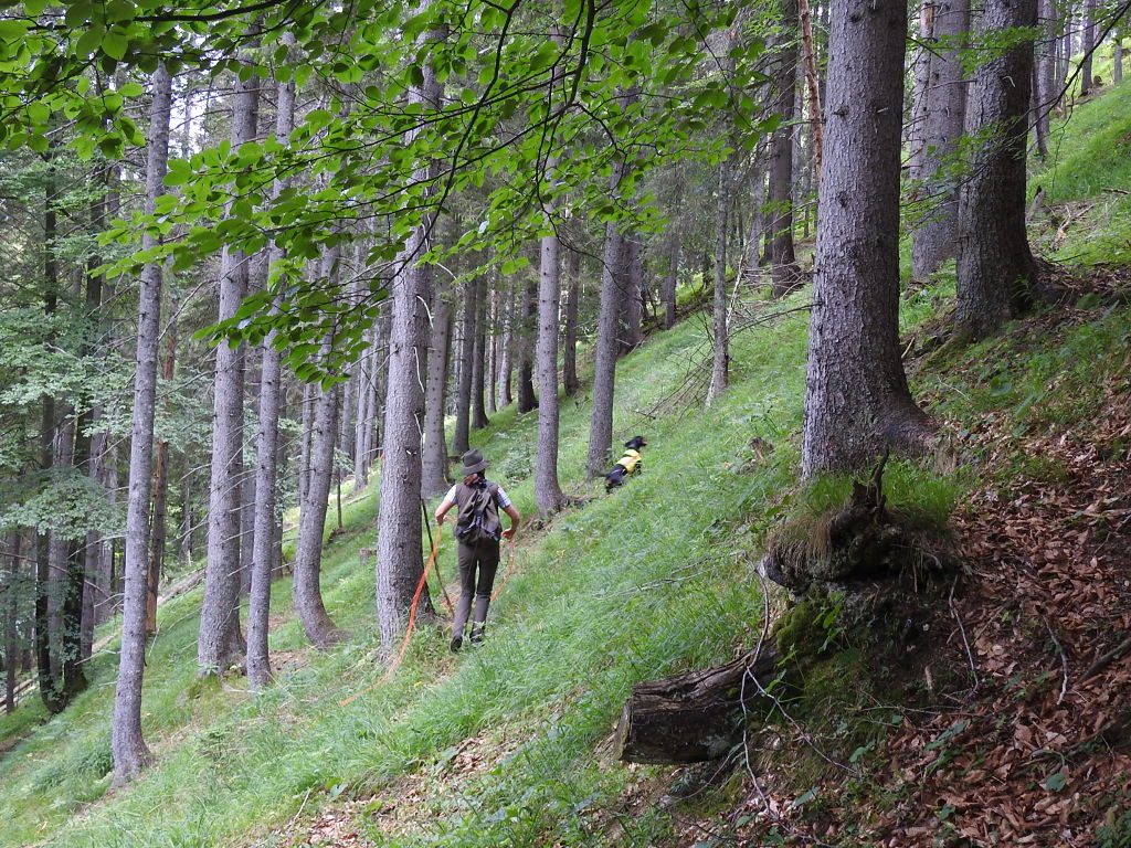 Daniela Hoffelner mit Elvy Prinzessin v. Gaschbach - bei der Ausarbeitung der Schweißfährte