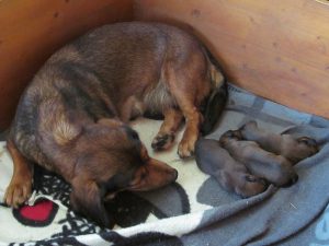 Tira von der Ganzerin mit ihren Welpen - Klub Dachsbracke