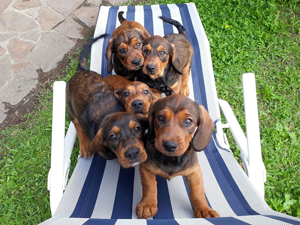 Welpen von der Mieleralm auf Entdeckungsreise - Klub Dachsbracke
