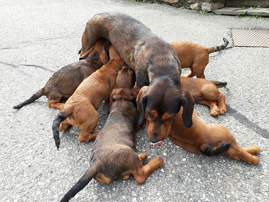 Ursa von der Ganzerin mit Welpen - Klub Dachsbracke