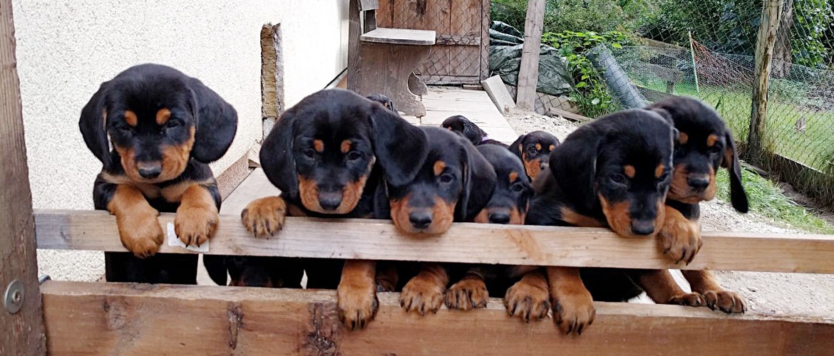 Dachsbracken Welpen - Klub Dachsbracke