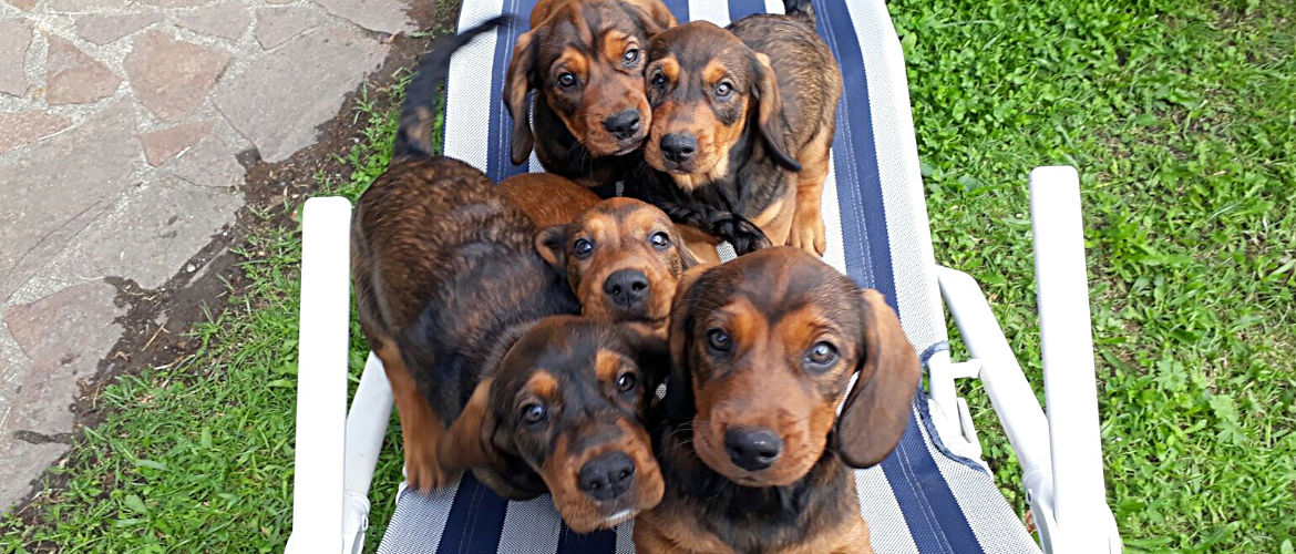 Dachsbracken Welpen aus dem Zwinger „von der Mieleralm“