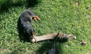 ... und alle Wildarten kennenlernen