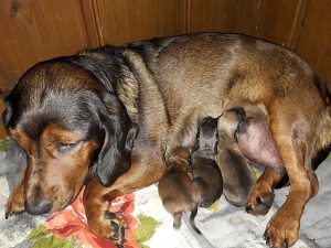 Daisy von Pritschon mit ihren Welpen - Klub Dachsbracke