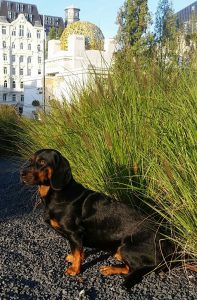 Die Secessionsbracke - Djina vom Kalkberg – Hundeführer und Besitzer: Dr. Hanno Zanier - Klub Dachsbracke