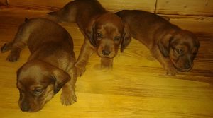 Welpen von Vesta vom Schloss Greisenegg - Klub Dachsbracke