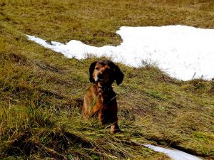 Dixi vom Mühllach im 12. Behang, Besitzer und Führer: Alois Mattersberger