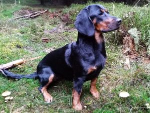 Djina vom Kalkberg nach bestandener Prüfung – Klub Dachsbracke