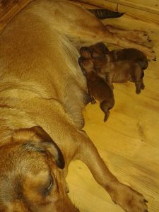 Vesta vom Schloss Greissenegg mit ihren Welpen - Klub Dachsbracke