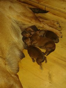 Welpen von Vesta vom Schloss Greissenegg - Klub Dachsbracke