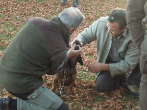 Formbewertung bei der Gebrauchsprüfung - Klub Dachsbracke