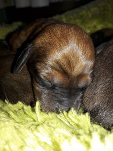 Welpen von Daisy von Pritschon – Klub Dachsbracke