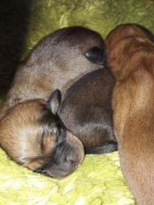 Welpen von Daisy von Pritschon – Klub Dachsbracke