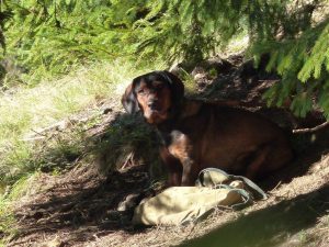 Dux von der Apriacheralm ÖHZB-Nr. 8591 beim Ablegen - Klub Dachsbracke