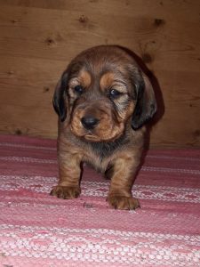 Welpen von Daisy von Pritschon – Klub Dachsbracke